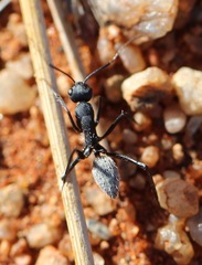 Camponotus fulvopilosus