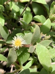 Delosperma lebomboense