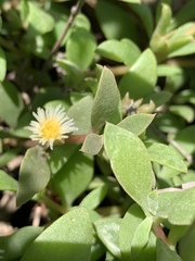 Delosperma lebomboense