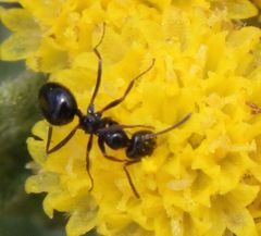 Helichrysum pallidum