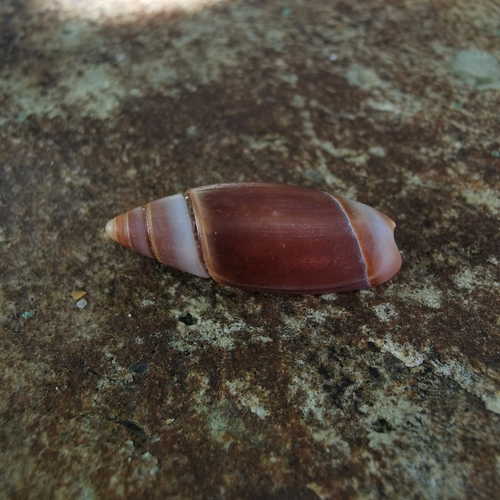 Olivella volutella, 2025-10-16