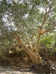 Ficus petiolaris