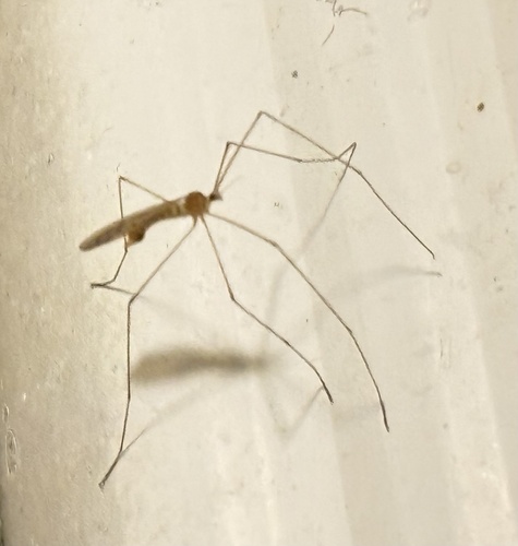Unknown species found near Bacall Ln, Potomac, MD, US