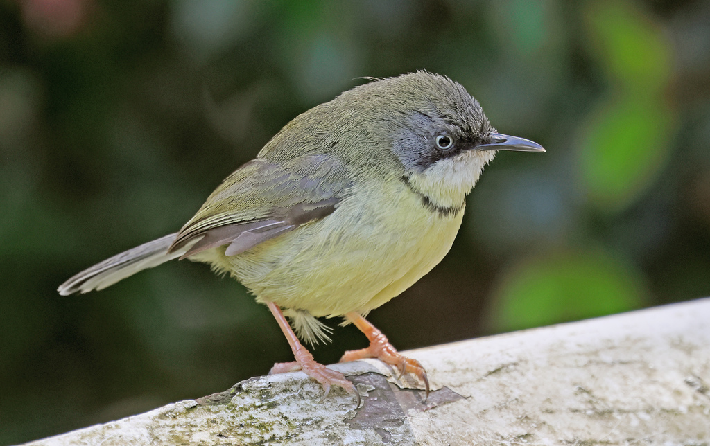 Bar-Throated Apalis