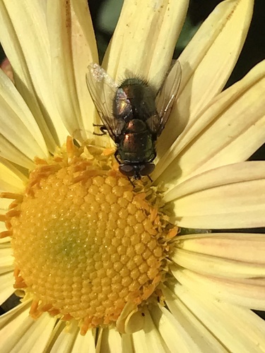 Unknown species found near Church Rd, Springfield, PA, US