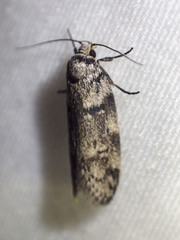 Palimmeces hemiphanes