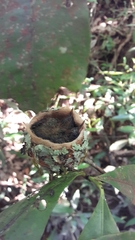 Thalurania furcata