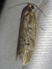 Palimmeces hemiphanes