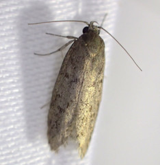 Palimmeces hemiphanes