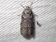 Palimmeces hemiphanes