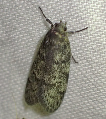 Palimmeces hemiphanes