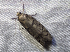 Palimmeces hemiphanes