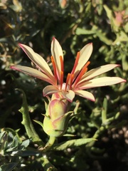 Mutisia sinuata