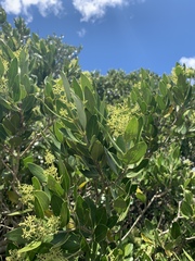 Olea capensis enervis