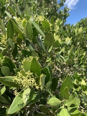 Olea capensis enervis