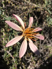 Mutisia sinuata