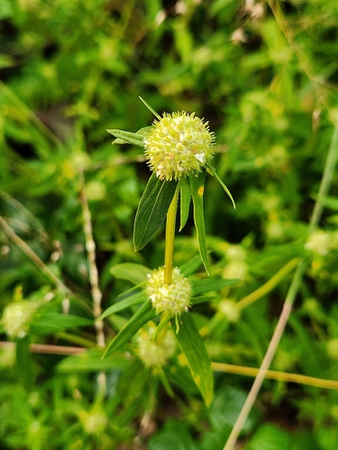Spermacoce pusilla observed 2025-10-08