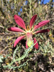 Mutisia sinuata