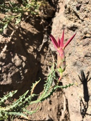 Mutisia sinuata