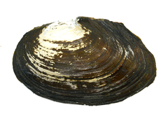 Sinanodonta lauta