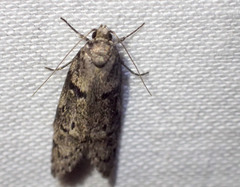 Palimmeces hemiphanes