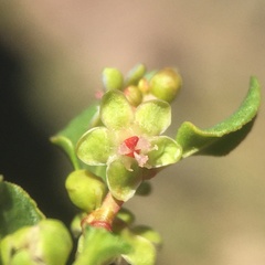 Muehlenbeckia hastulata