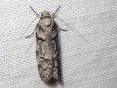 Palimmeces hemiphanes