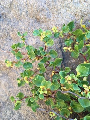 Muehlenbeckia hastulata