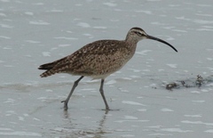 Numenius phaeopus hudsonicus
