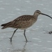 Hudsonian Whimbrel - Photo (c) Matthew O'Donnell, some rights reserved (CC BY-NC-SA)