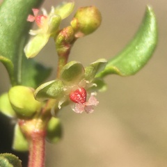 Muehlenbeckia hastulata