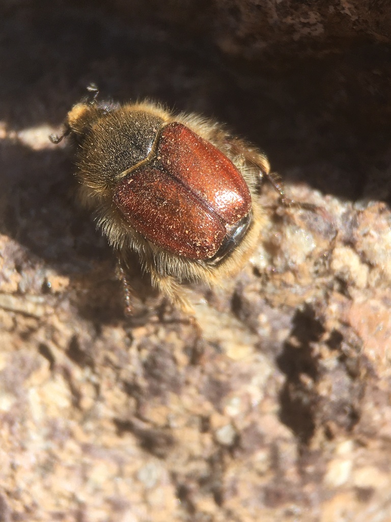 Arctodium vulpinum
