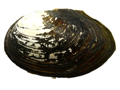Sinanodonta lauta