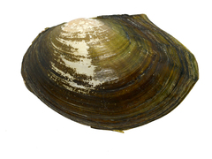 Sinanodonta lauta