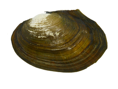 Sinanodonta lauta