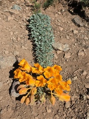 Tropaeolum polyphyllum