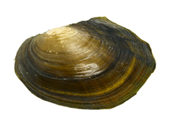 Sinanodonta lauta