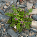 Chaerophyllum taiwanianum - Photo (c) Bahamut Chao, algunos derechos reservados (CC BY-NC-ND)