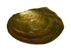 Sinanodonta lauta