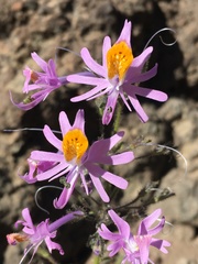 Schizanthus hookeri