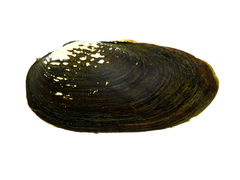 Nodularia douglasiae