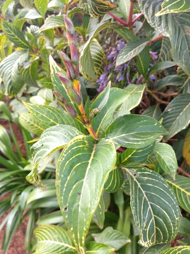 Shrubby Whitevein