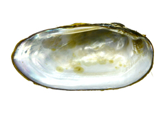 Nodularia douglasiae