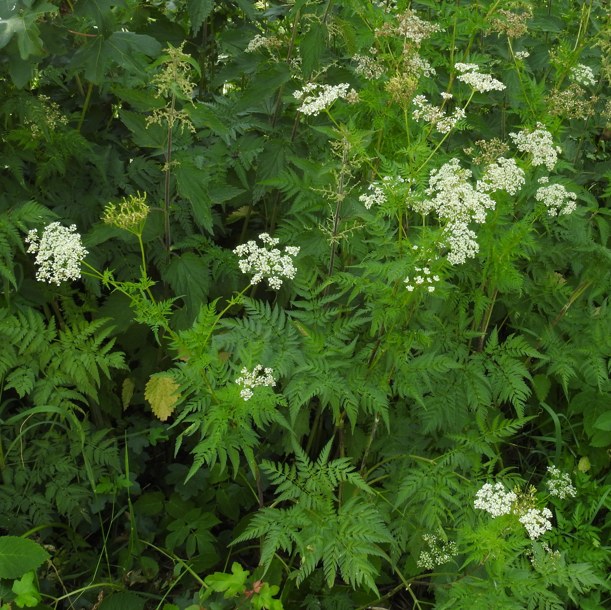Chaerophyllum