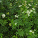 Chaerophyllum - Photo (c) Robert Flogaus-Faust, algunos derechos reservados (CC BY)