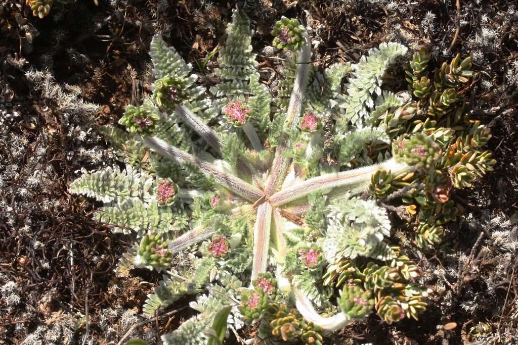 silver caraway