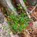 Chaerophyllum involucratum - Photo (c) Bahamut Chao, algunos derechos reservados (CC BY-NC-ND)