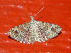 Alucita adriendenisi