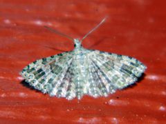 Alucita adriendenisi
