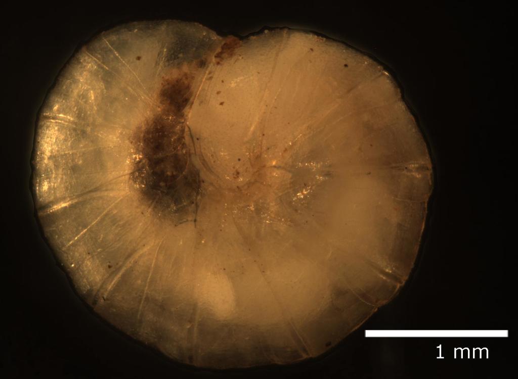 Geoglomeris